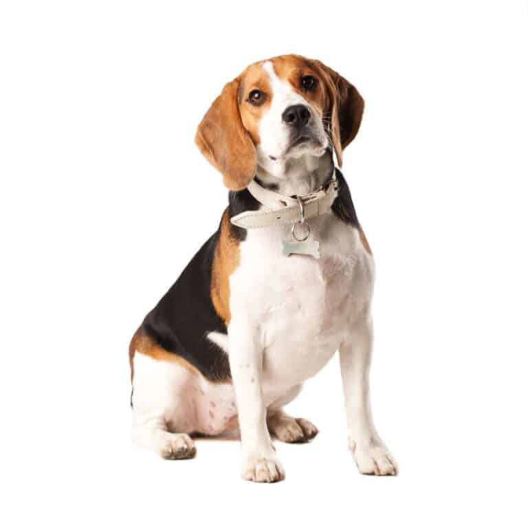 Beagle