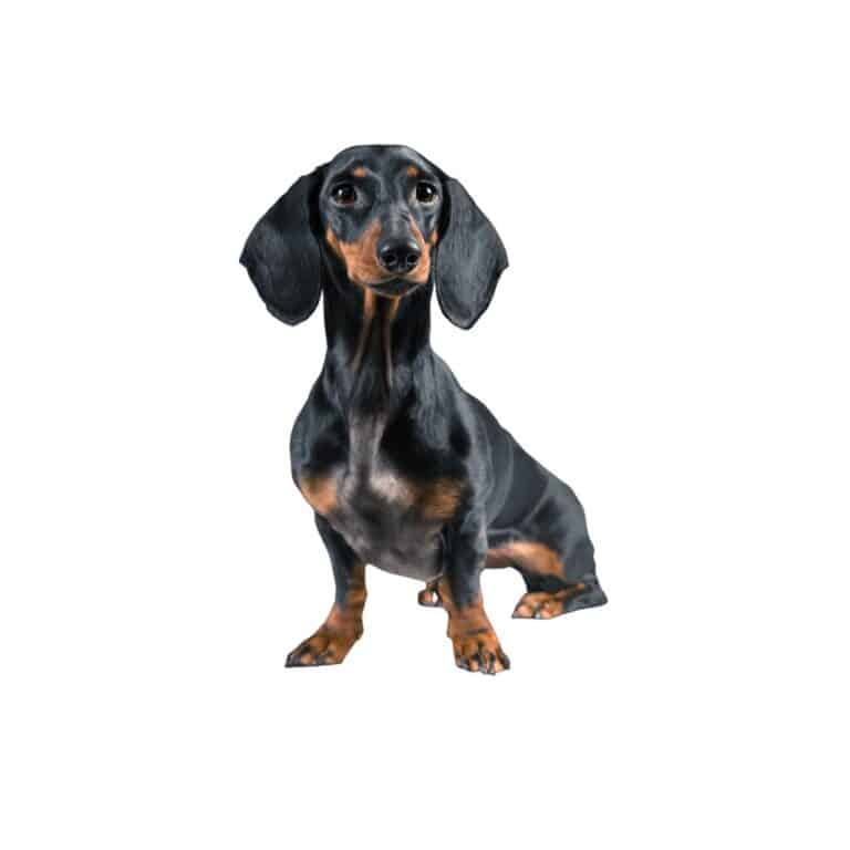 Dachshund