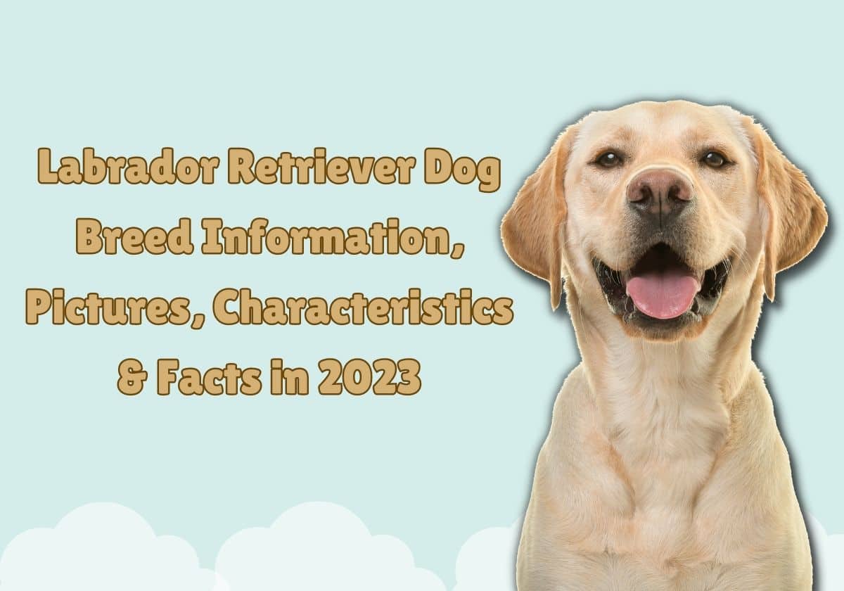 Explore The Interesting Of Labrador Retriever: Breed Info In 2023