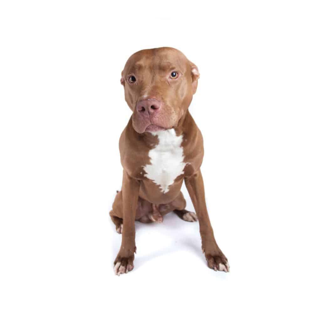 Pitbull