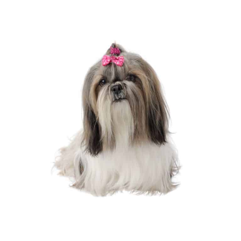 Shih Tzu