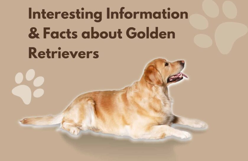Interesting Information & Facts about Golden Retrievers