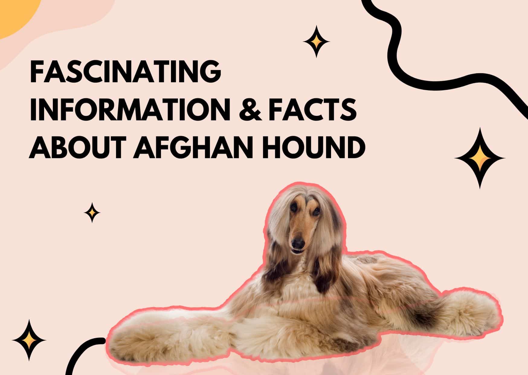 Uncover Fascinating Facts About Afghan Hound In 2023 