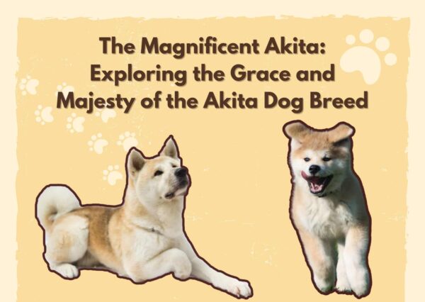 Akita Dog Breed: A Majestic Companion With A Rich Heritage In 2023