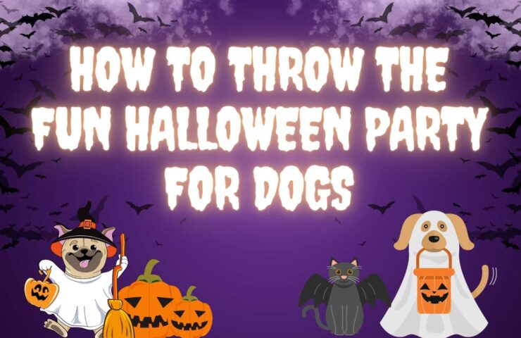 How to Throw the Fun Halloween Party for Dogs