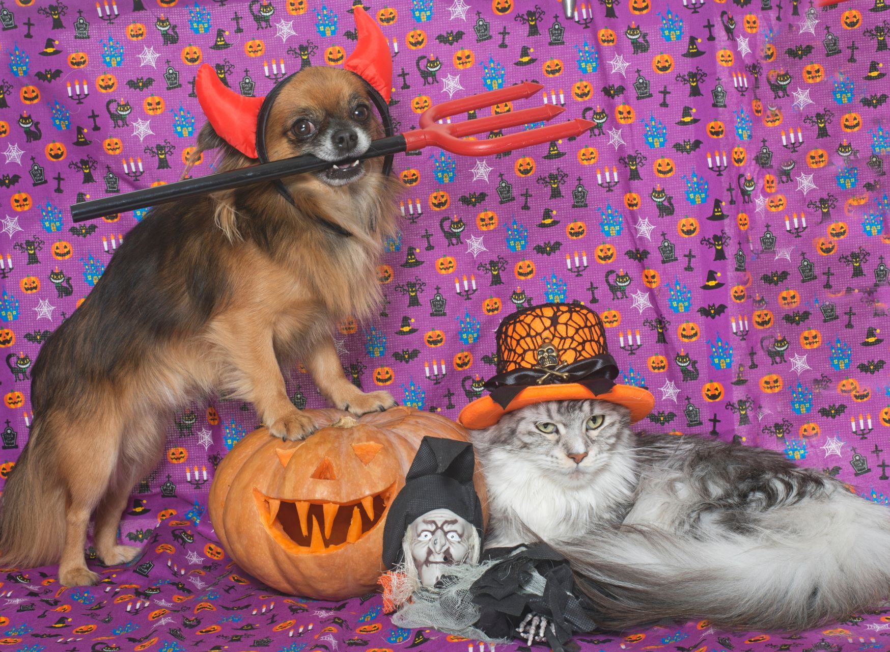 Halloween Games For Dogs