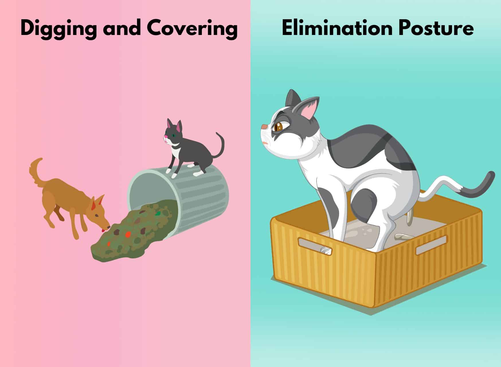 20 Intriguing Common Cat Behaviors & Their True Significance