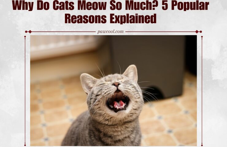 Why Do Cats Meow So Much? 5 Popular Reasons Explained