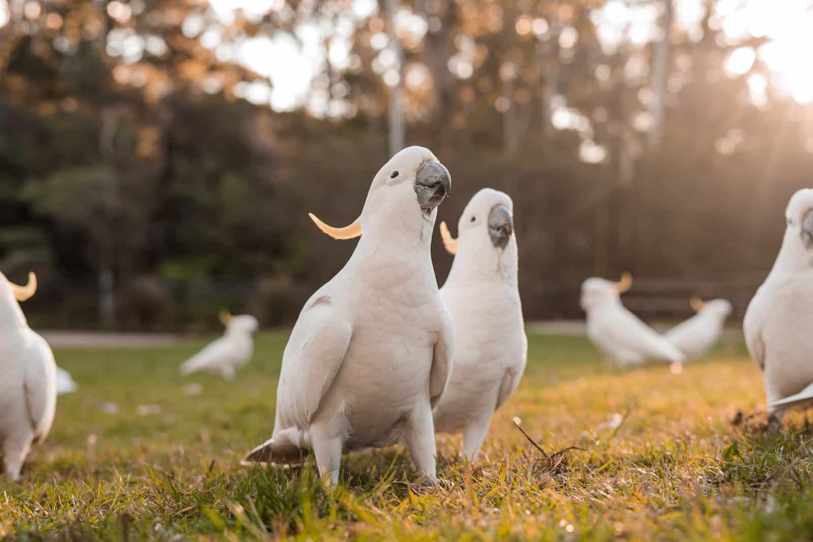 Parrots On Grass Field