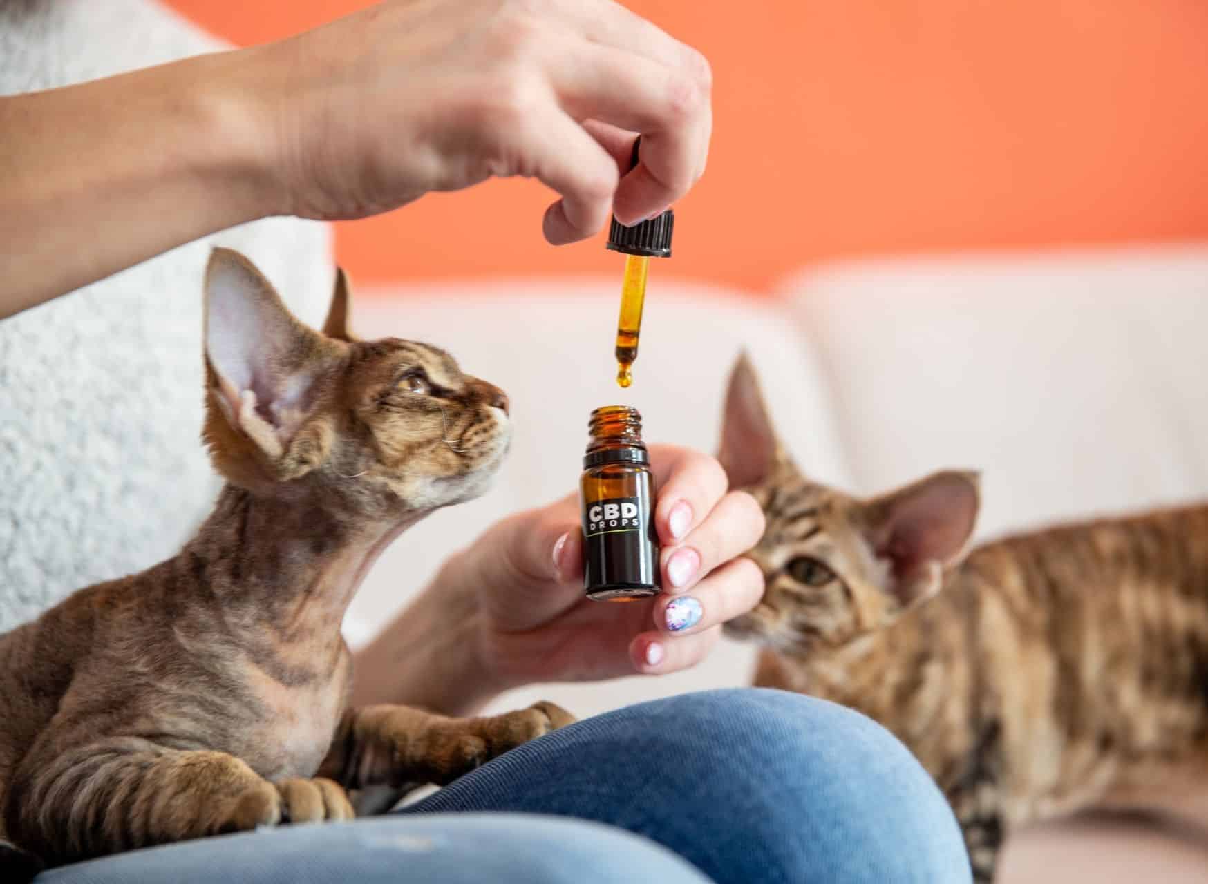 20 Smells Cats Hate Essential Knowledge For Cat Lovers