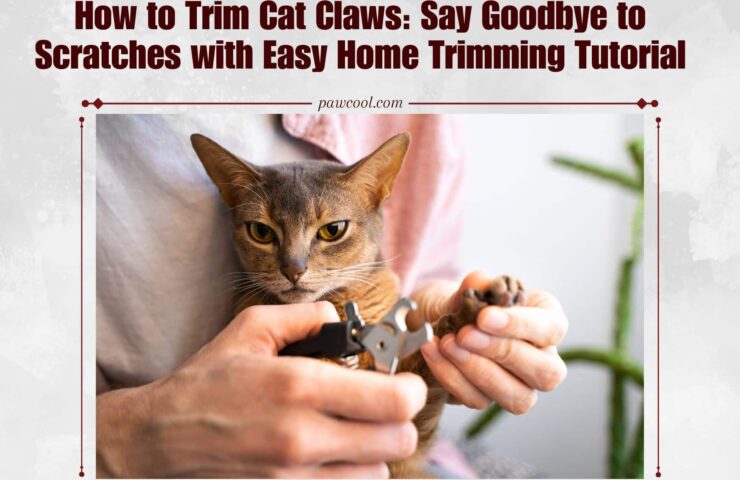 How to Trim Cat Claws: Say Goodbye to Scratches with Our Easy Home Trimming Tutorial