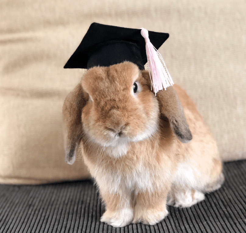 35+ Funny Halloween Costumes For Bunny PawCool