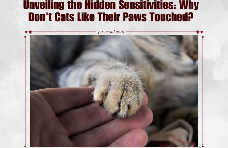 Why Don't Cats Like Their Paws Touched?