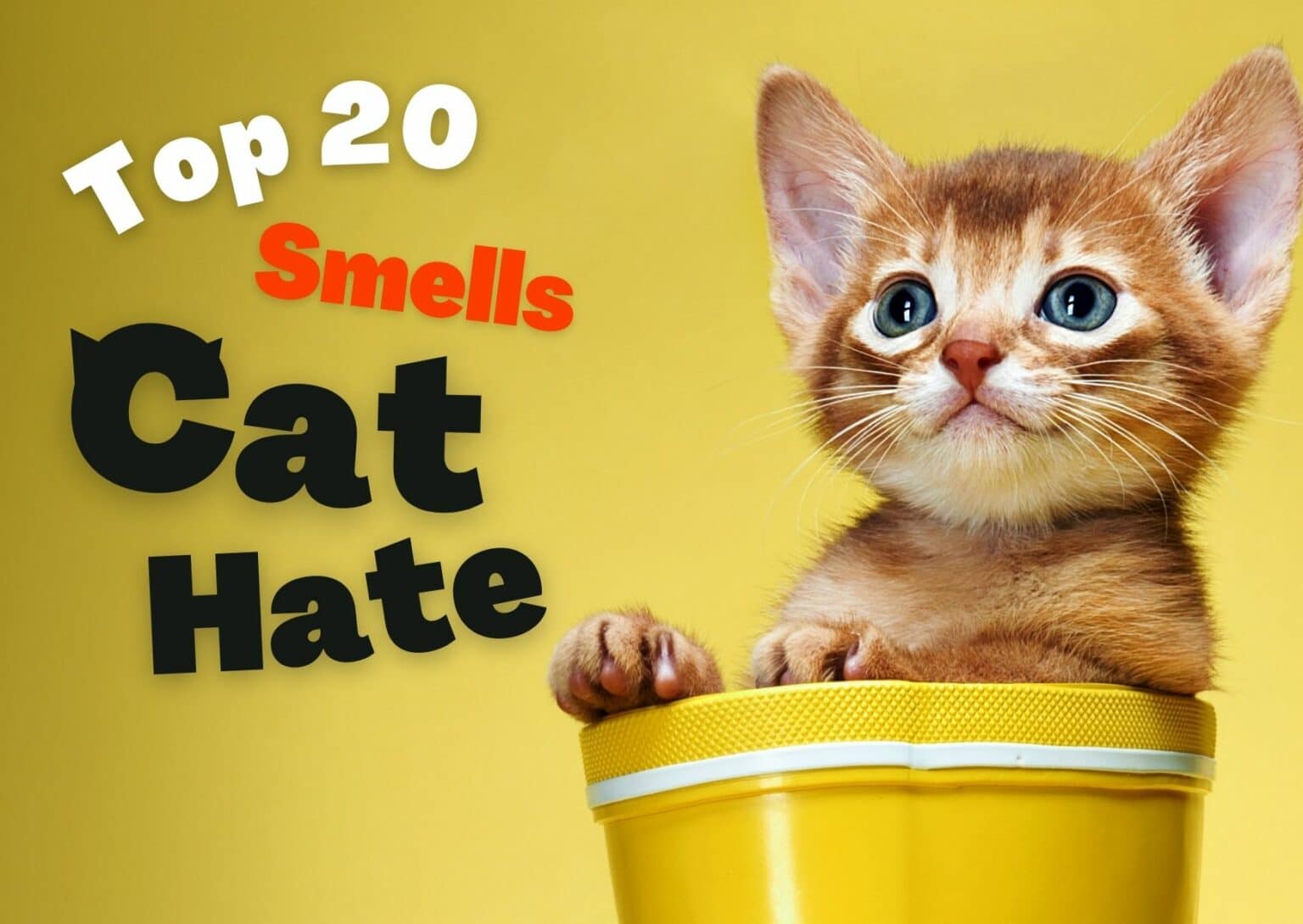 20 Smells Cats Hate Essential Knowledge For Cat Lovers