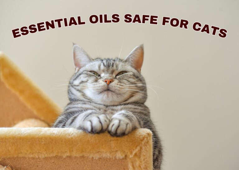 5 Essential Oils Safe For Cats A MustRead For Cat Owners